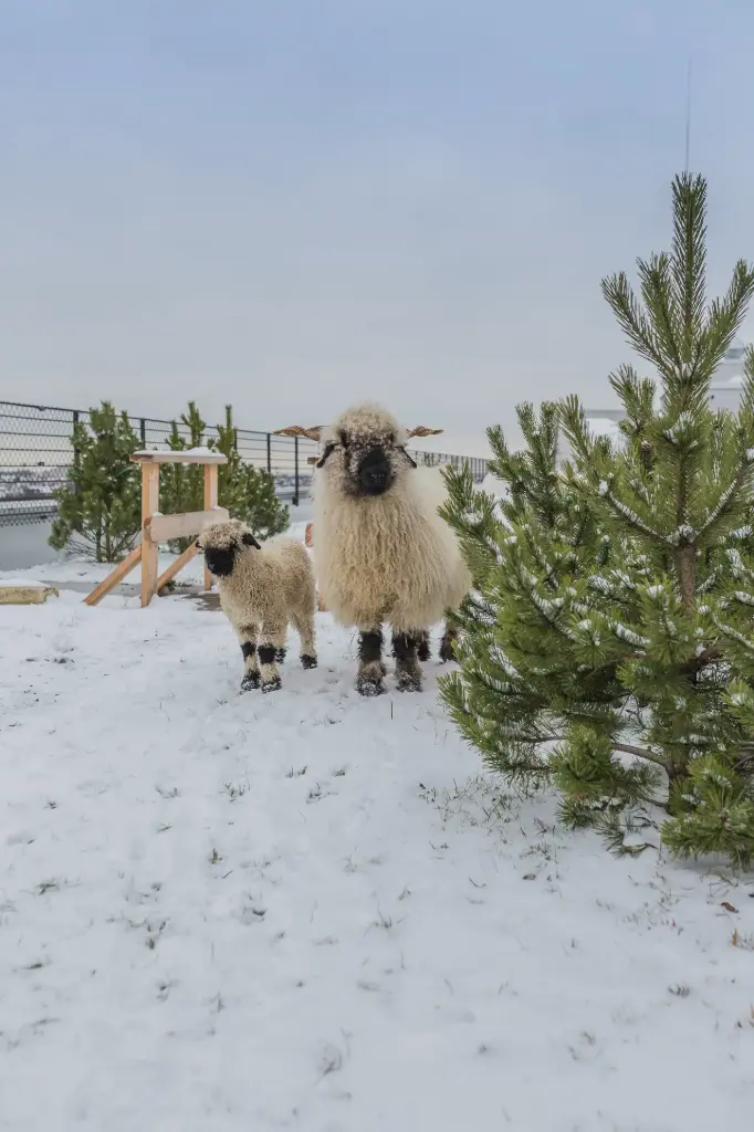 Gutschein: Exklusive Schaftour auf die Stadt-Hochalm