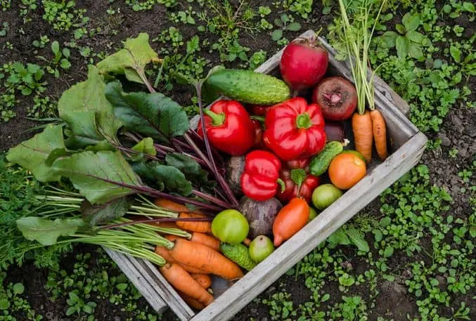 Selbstversorger 30m²