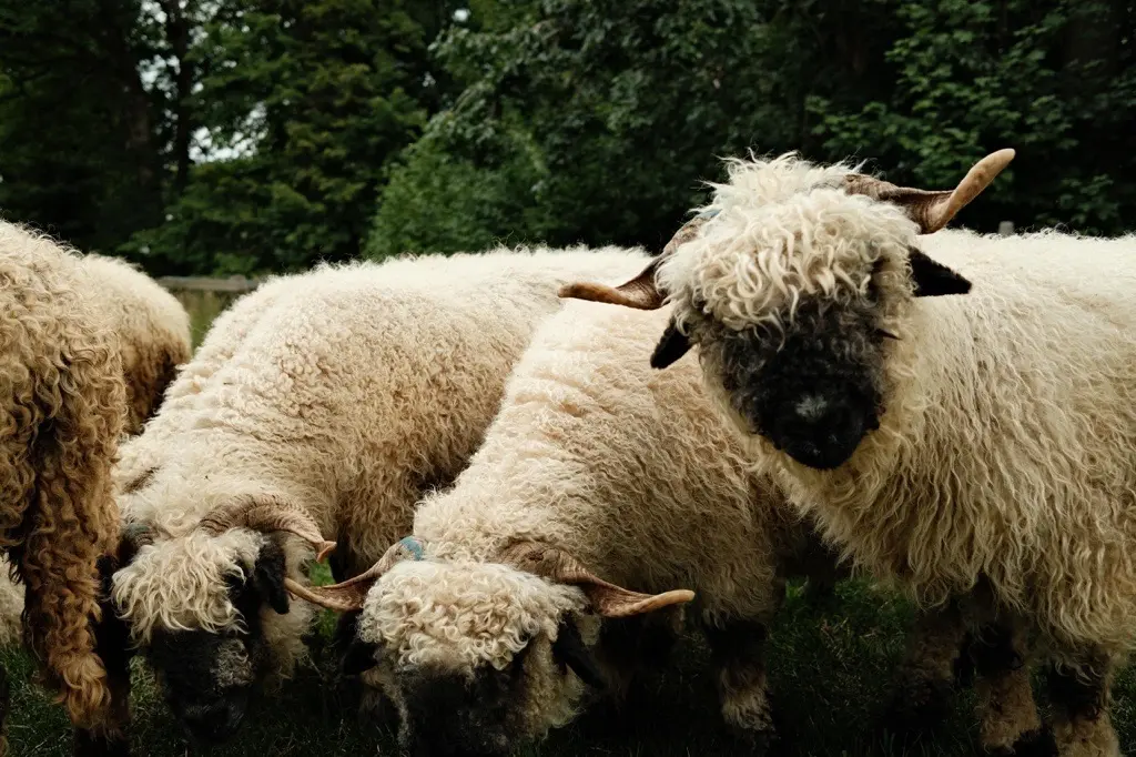 Patenschaft – Walliser Schwarznasenschaf „Maggie" 