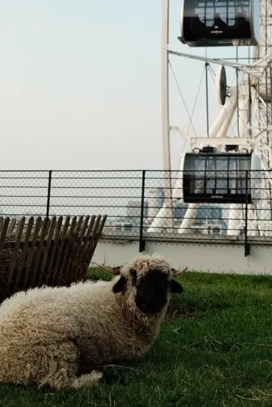 Patenschaft – Walliser Schwarznasenschaf „Anja" 