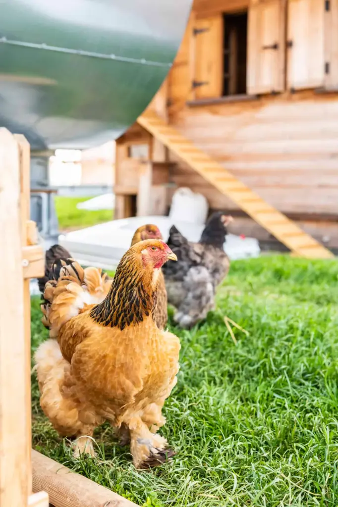 Patenschaft – Brahma-Huhn Bertha