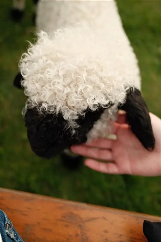 Patenschaft – Walliser Schwarznasenschaf „Helga" Flaschenlamm  