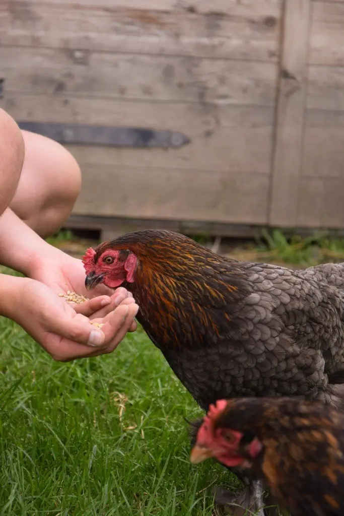 Patenschaft – Brahma-Huhn Brigitte