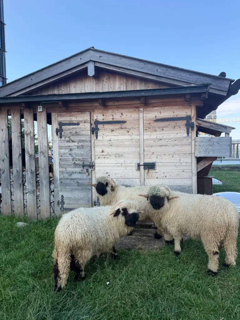 Patenschaft – Walliser Schwarznasenschaf „Petrus"