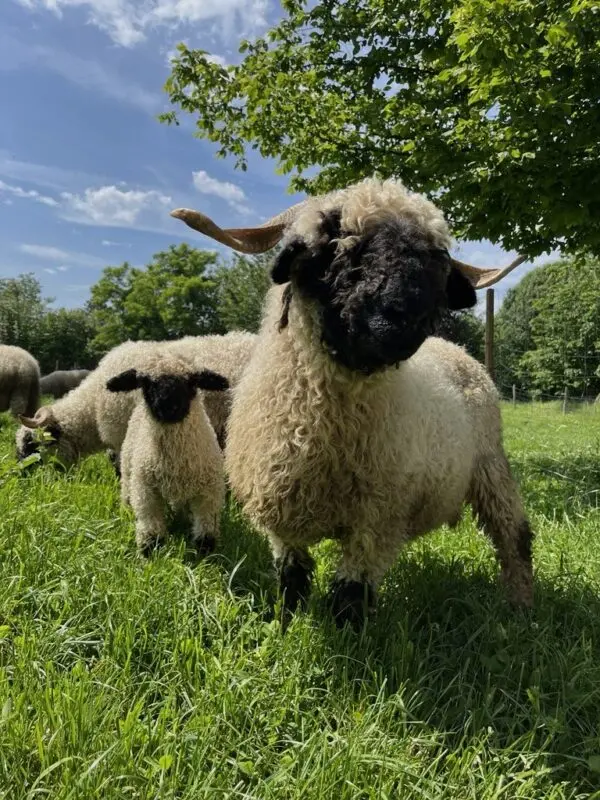 Patenschaft - Walliser Schwarznasenschaf (Familienpatenschaft) 