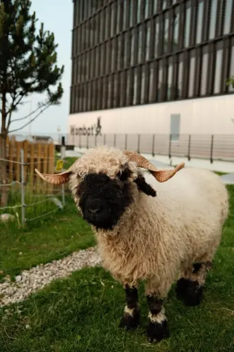 Patenschaft – Walliser Schwarznasenschaf „Johanna"