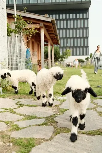 Patenschaft – Walliser Schwarznasenschaf „Holger" Flaschenlamm 