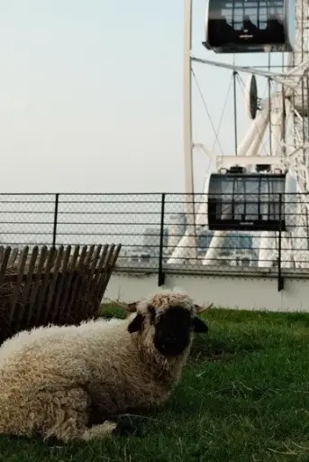 Patenschaft – Walliser Schwarznasenschaf „Anja" 