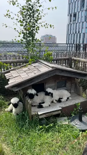 Patenschaft – Walliser Schwarznasenschaf „Hella" Flaschenlamm